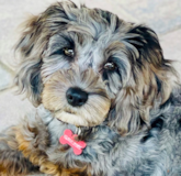 Cute Cockapoo Poodle Mix Pup Cute Cockapoo Poodle Mix Pup