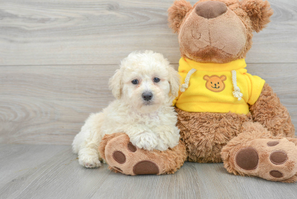 lone star pups purebred poodle puppy reese