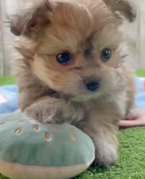 Pomachon Being Cute