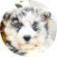 Mini Huskydoodle Puppy For Sale - Lone Star Pups