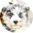 Mini Huskydoodle Puppies For Sale - Lone Star Pups