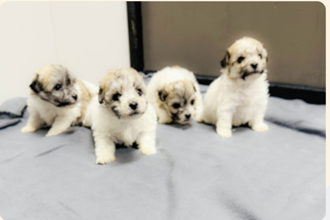 puppies 4 weeks old, week 4 of the first 8 weeks of a lone star pups puppy