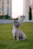 Cute French Bulldog Pup Cute French Bulldog Pup