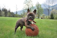 Cute French Bulldog Pup Cute French Bulldog Pup