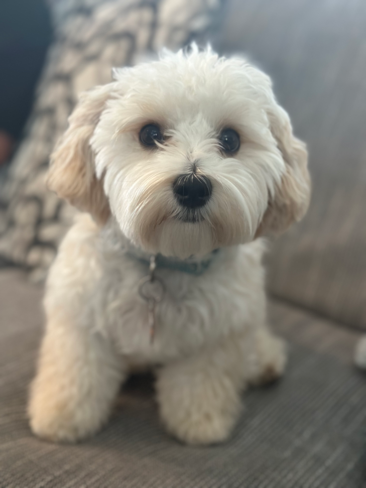 lone star pups customer photo of a white fluffy dog