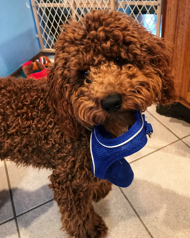 Cute Cocker Poodle Mix Pup