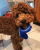 Cute Cocker Poodle Mix Pup Cute Cocker Poodle Mix Pup