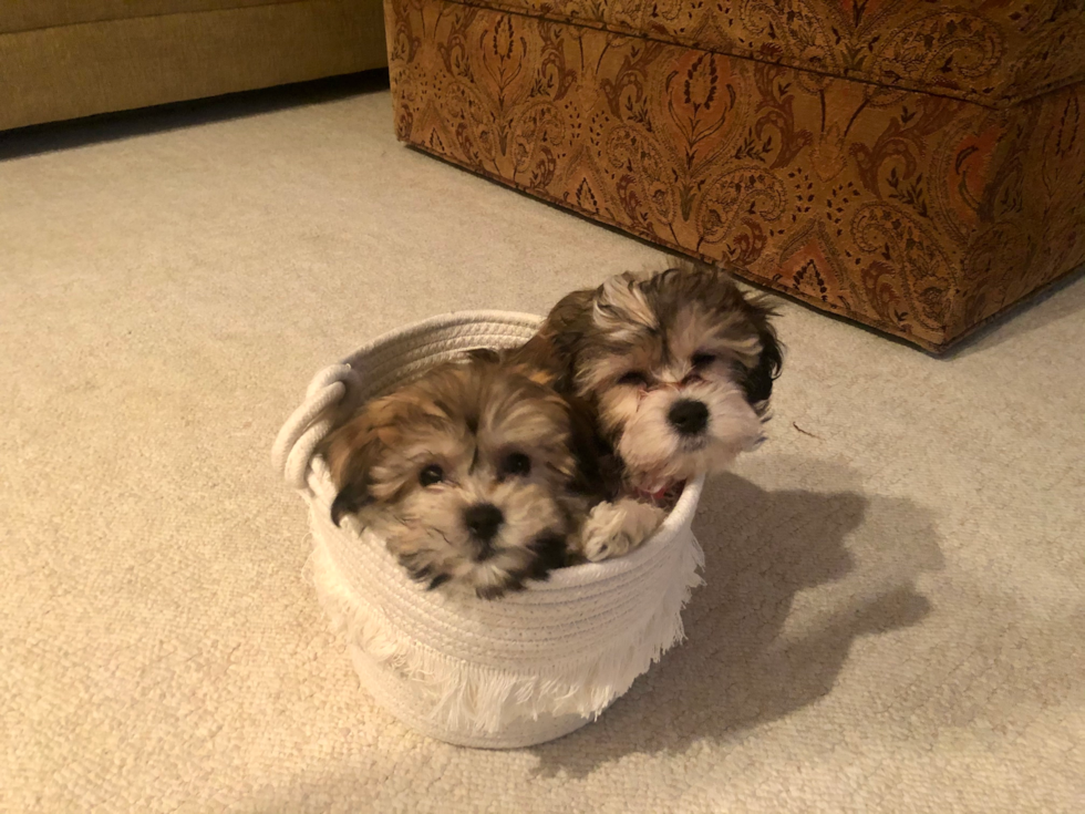 two havachon dogs in a basket