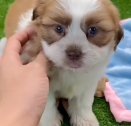Havashi Puppies For Sale - Lone Star Pups