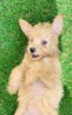 Cute Pomapoo Poodle Mix Pup Cute Pomapoo Poodle Mix Pup