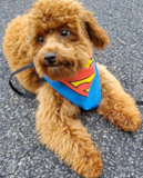 Poodle Being Cute Poodle Being Cute