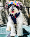 Cute Havadoodle Poodle Mix Pup Cute Havadoodle Poodle Mix Pup