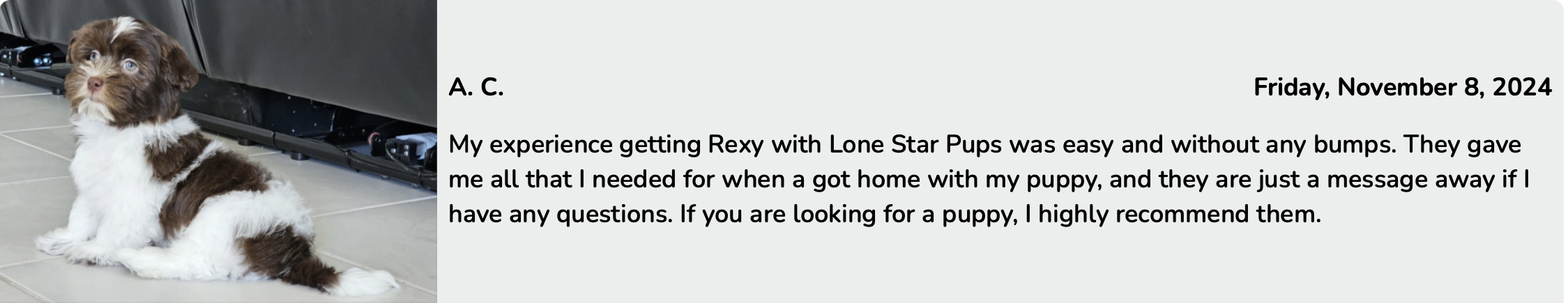 lone star pups puppy adoption review of puppy rexy