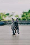 Cute French Bulldog Pup Cute French Bulldog Pup