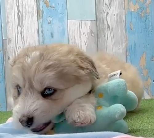 Cute Mini Huskydoodle Poodle Mix Pup