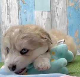 Husky Poodle Puppies For Sale - Lone Star Pups