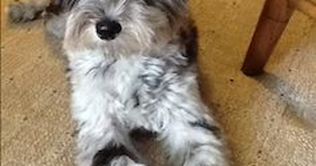 Mini Schnoodle Puppies For Sale Lone Star Pups