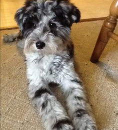 Mini Schnoodle Puppies For Sale - Lone Star Pups