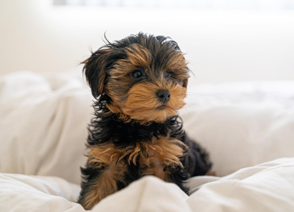 brown and black yorkie poo in bed