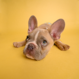 French Bulldog Being Cute French Bulldog Being Cute
