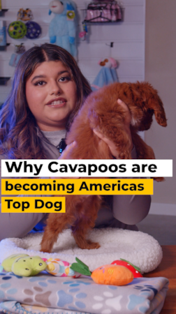 Lone Star Pups Why is the Cavapoo quickly becoming America’s new top dog!