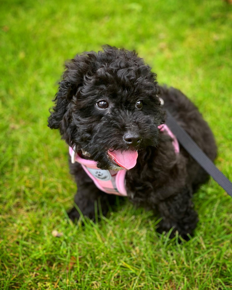 black havapoo puppy sitting on grass