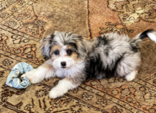 Cute Mini Aussiedoodle Poodle Mix Pup Cute Mini Aussiedoodle Poodle Mix Pup