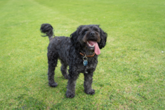 Cavapoo Being Cute Cavapoo Being Cute