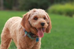 Cute Cavapoo Pup Cute Cavapoo Pup