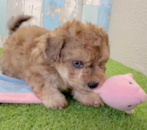 Cute Poochon Pup