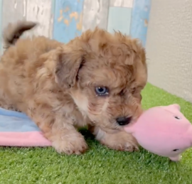 Bichpoo Puppies For Sale - Lone Star Pups