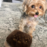 Cute Morkie Designer Pup Cute Morkie Designer Pup