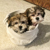 Cute Havachon Pup Cute Havachon Pup