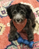 Cute Mini Sheepadoodle Pup Cute Mini Sheepadoodle Pup
