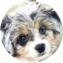 Aussiechon Puppy For Sale - Lone Star Pups