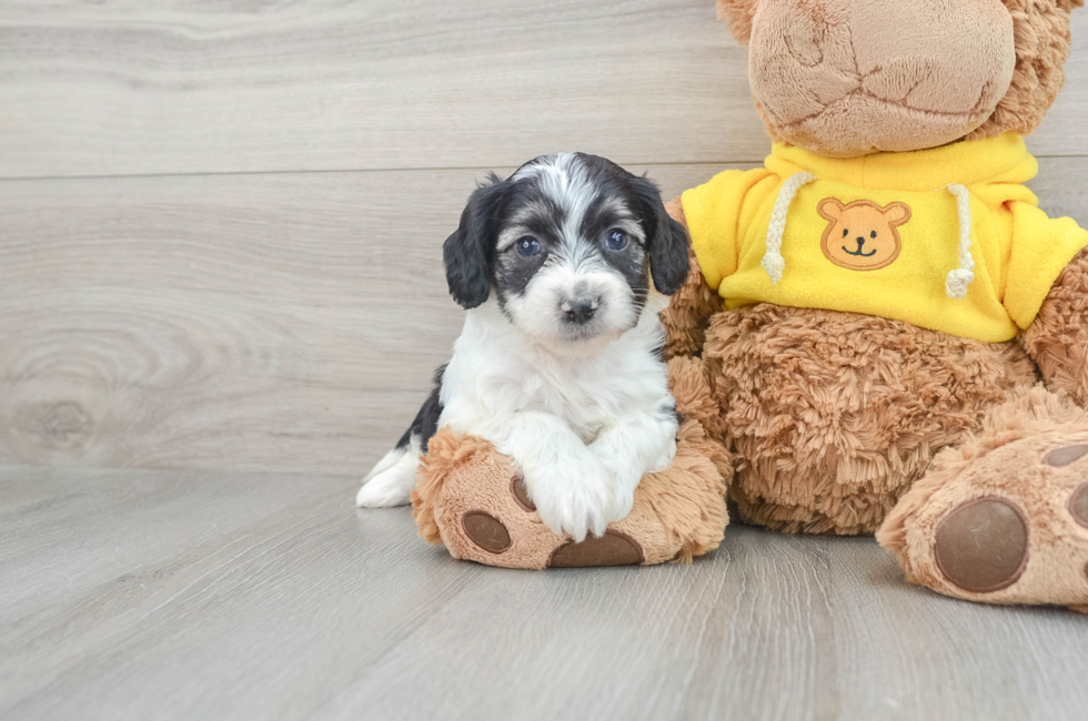 6 week old Aussiechon Puppy For Sale - Lone Star Pups