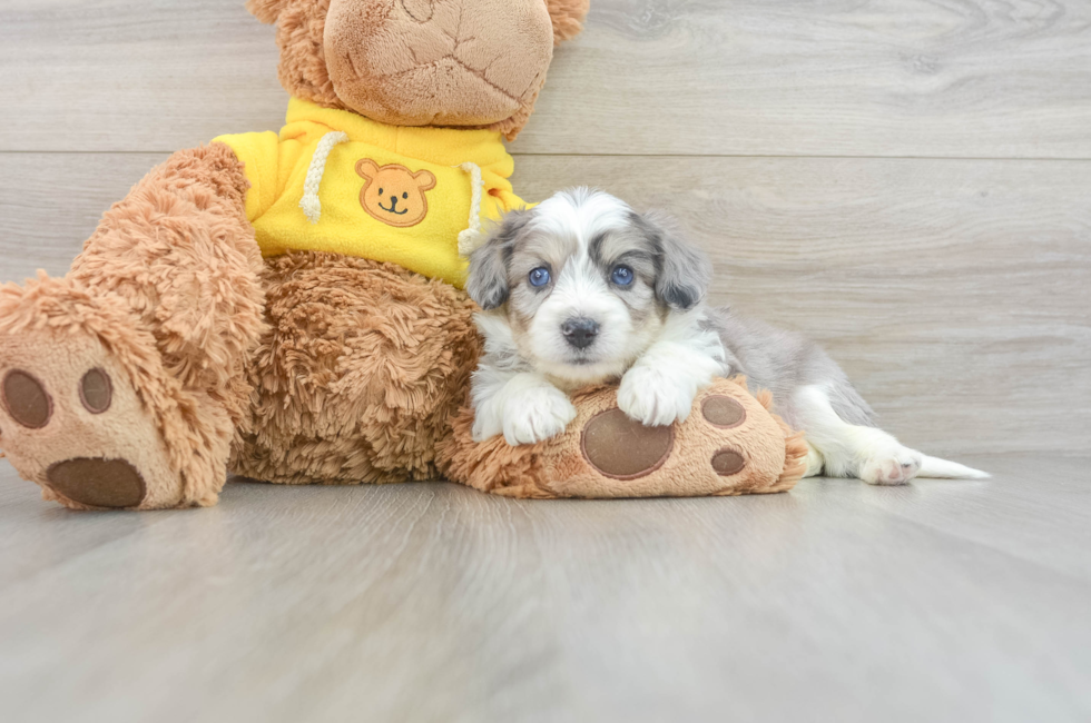 5 week old Aussiechon Puppy For Sale - Lone Star Pups