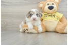 Aussiechon Puppy for Adoption