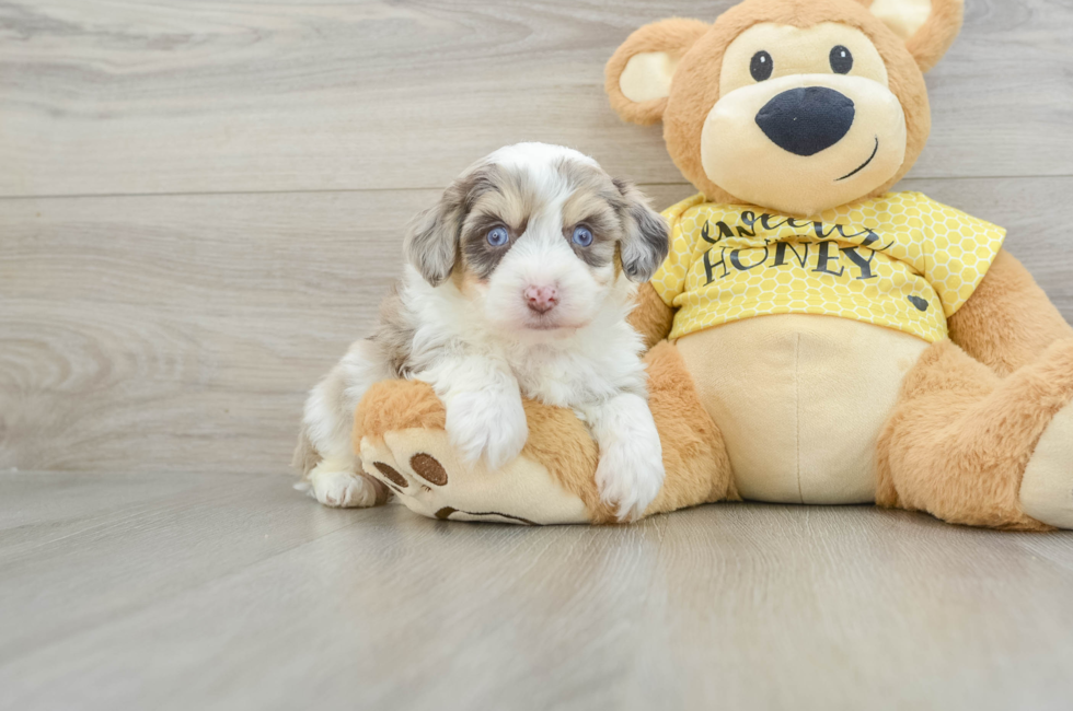 5 week old Aussiechon Puppy For Sale - Lone Star Pups