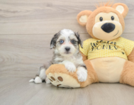 6 week old Aussiechon Puppy For Sale - Lone Star Pups