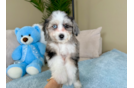Aussiechon Pup Being Cute