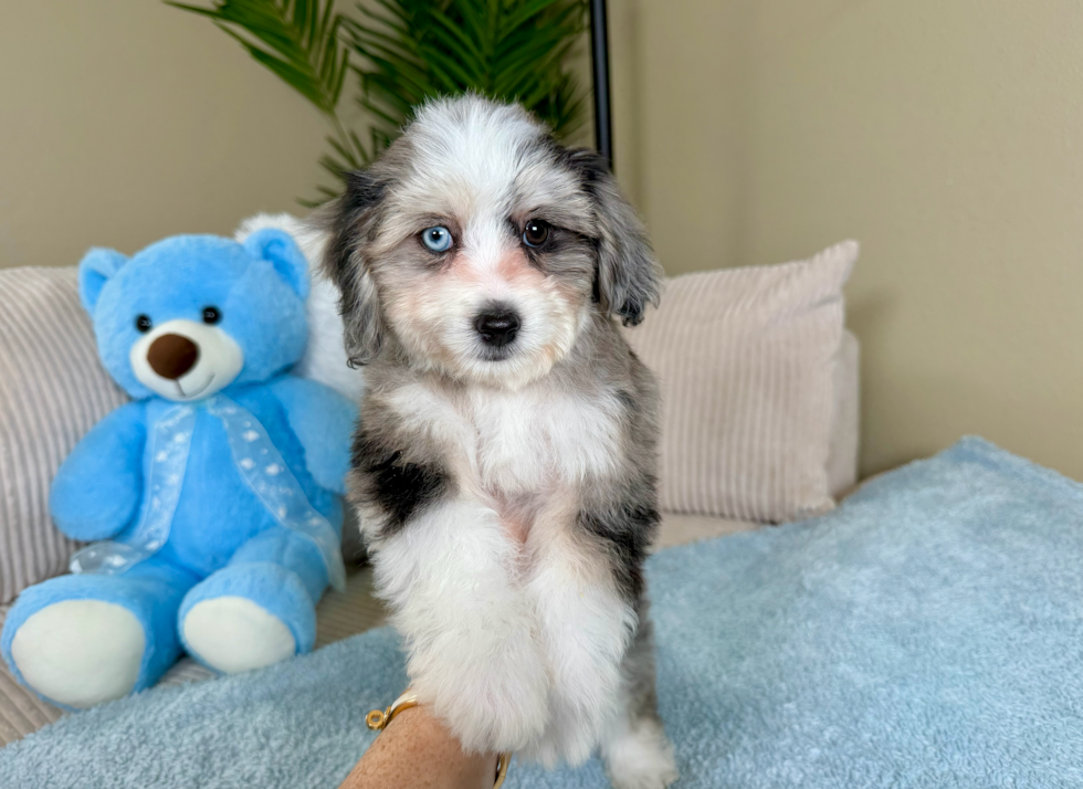 Aussiechon Pup Being Cute