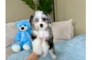 Aussiechon Puppy for Adoption