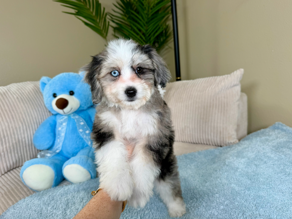 Aussiechon Puppy for Adoption