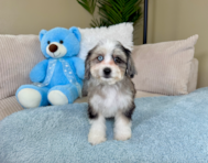 10 week old Aussiechon Puppy For Sale - Lone Star Pups