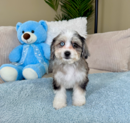 11 week old Aussiechon Puppy For Sale - Lone Star Pups