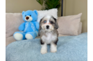 Aussiechon Pup Being Cute