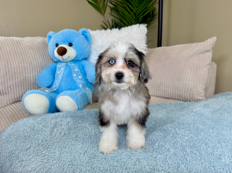 Aussiechon Pup Being Cute