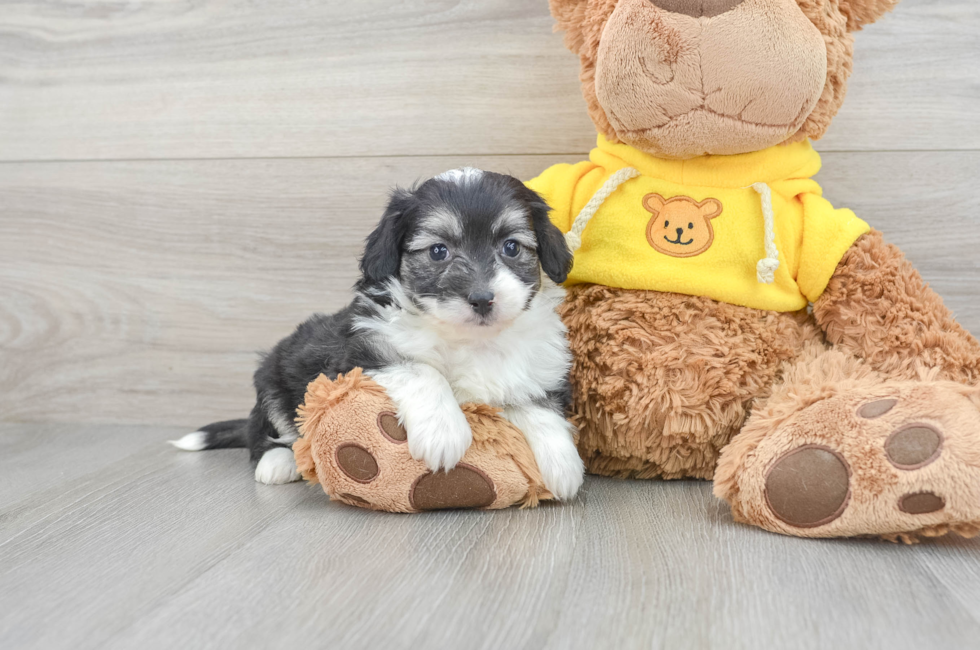 6 week old Aussiechon Puppy For Sale - Lone Star Pups