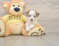 7 week old Aussiechon Puppy For Sale - Lone Star Pups